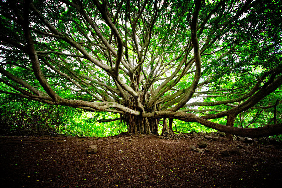 Elemental Wealth Magnetization